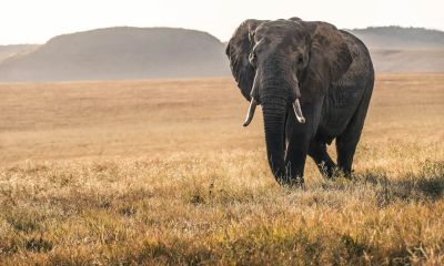 Magical Kenya Safari Adventure