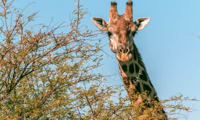 Victoria Falls to Windhoek & Cape Town