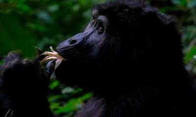 Pearl of Africa Primate & Wildlife Adventure