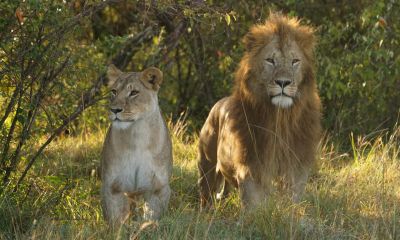 10-Day Victoria Falls to Johannesburg Adventure