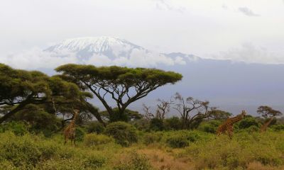 7 Days Tanzania Wildlife Safari