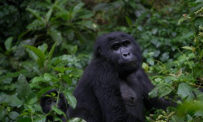 10-Day Uganda Primate & Wildlife Safari Experience