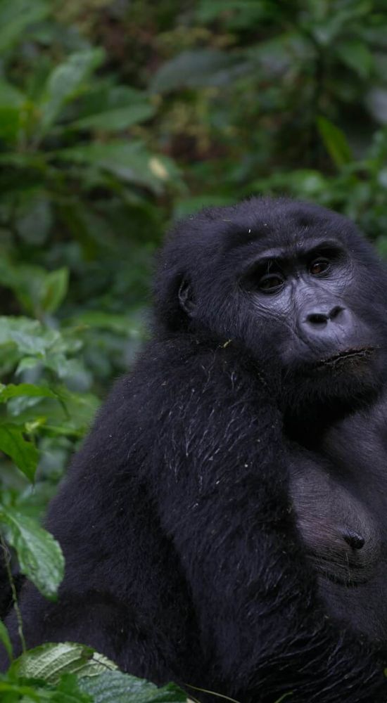 10-Day Uganda Primate & Wildlife Safari Experience